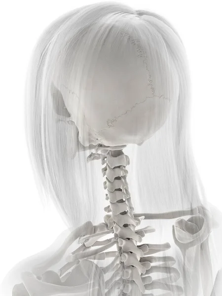 Людський Скелет Білому Тлі Ілюстрація — стокове фото