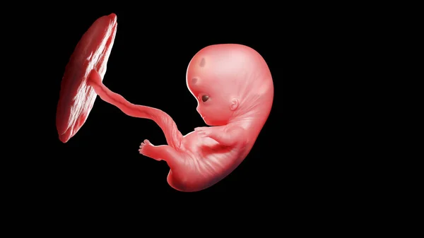 第9周的胎儿 — 图库照片