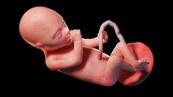 20週目の胎児図 — ストック写真