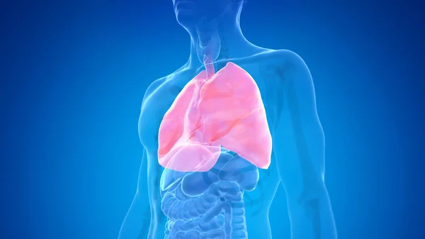 蓝色背景的人类肺 — 图库照片