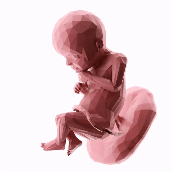 Menselijke Foetus Week Abstracte Illustratie — Stockfoto