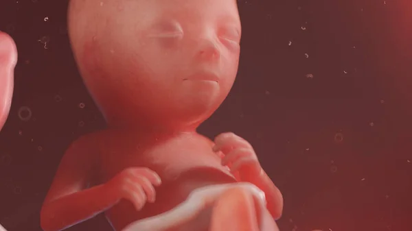 第15周的胎儿 — 图库照片