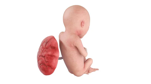 Ludzki Płód Tygodniu Ilustracja — Zdjęcie stockowe