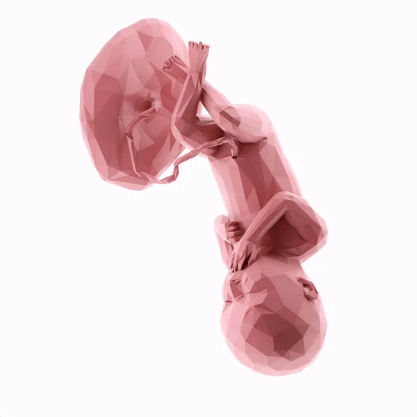 Foetus Humain Semaine Illustration Abstraite — Photo