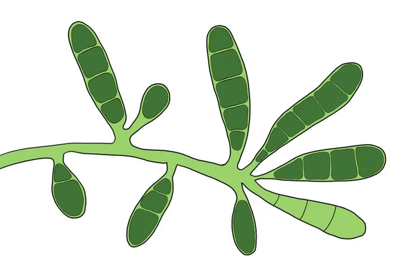 Computerillustration Des Dermatophytenpilzes Epidermophyton Floccosum Der Pilz Verursacht Oberflächliche Infektionen — Stockfoto
