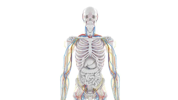 Övre Kroppens Anatomi Illustration — Stockfoto