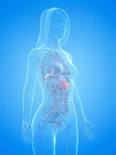 Human Spleen Blue Background Illustration — Stock Photo, Image