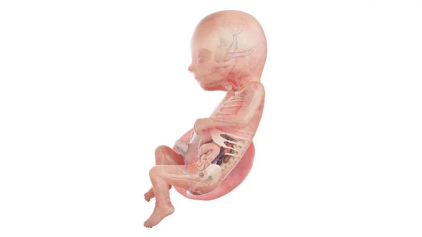 16周时的人类胚胎解剖 — 图库照片