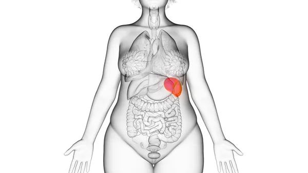 Obese Woman Spleen Illustration — Stock Photo, Image