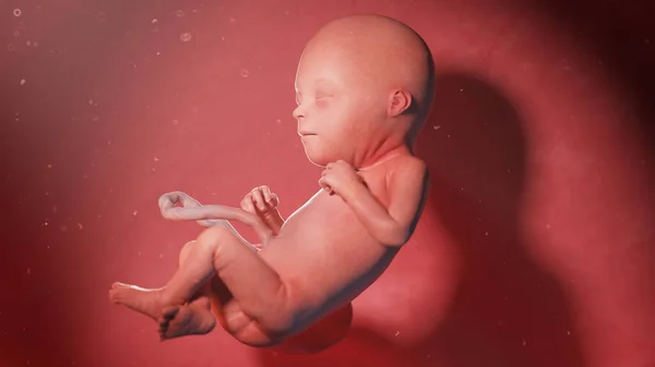 第22周的胎儿 — 图库照片