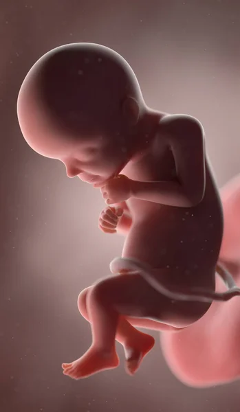 28週目の人間の胎児イラスト — ストック写真