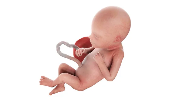 第22周的人类胎儿 — 图库照片