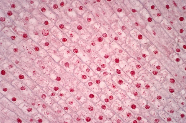 光学顕微鏡観察下でのタマネギの根先の分裂細胞 — ストック写真