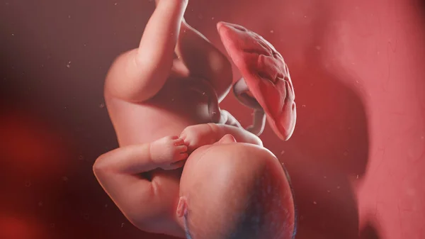 40週目の胎児図 — ストック写真