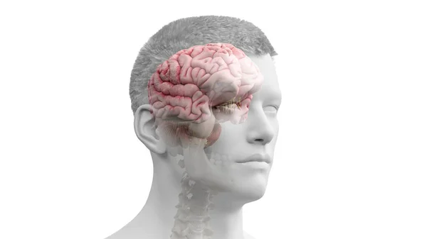 Ilustración Cerebro Humano — Foto de Stock