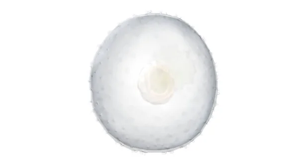 第2週目のヒト胚図 — ストック写真