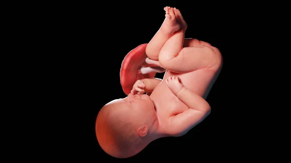 第39周的胎儿 — 图库照片