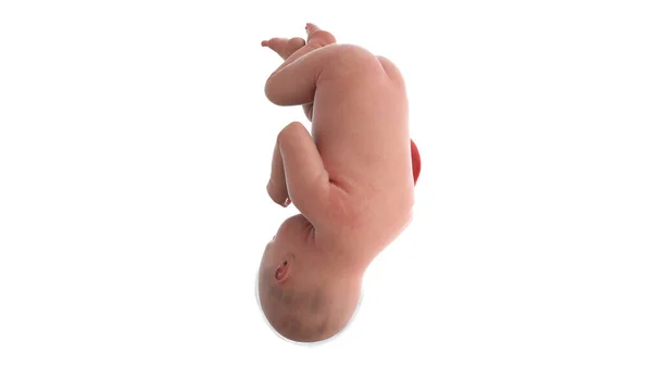 38週目の人間の胎児イラスト — ストック写真