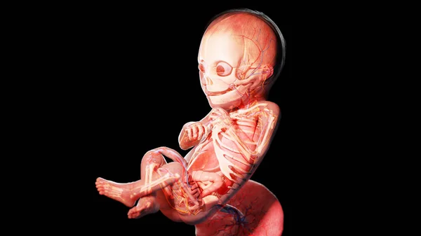 23週目の胎児図 — ストック写真