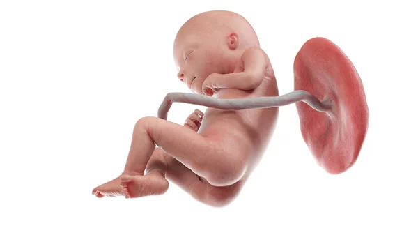 Ανθρώπινο Έμβρυο Την 18Η Εβδομάδα Απεικόνιση — Φωτογραφία Αρχείου
