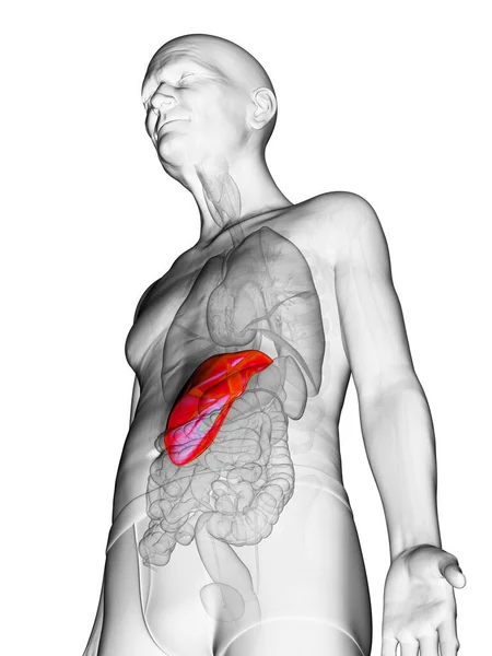 Fígado Idoso Ilustração — Fotografia de Stock