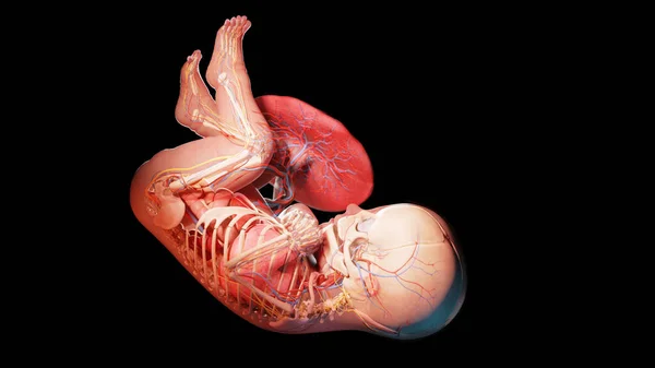 40週目の胎児図 — ストック写真