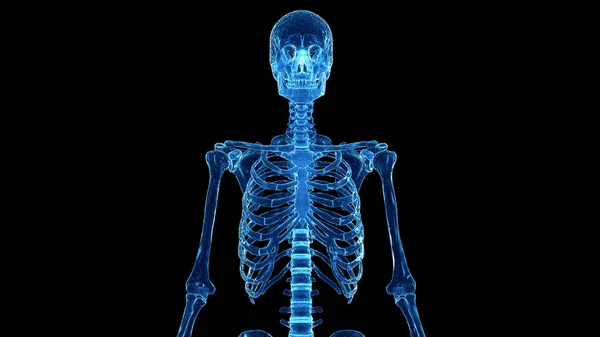 Скелет Грудной Клетки Черном Фоне Иллюстрация — стоковое фото