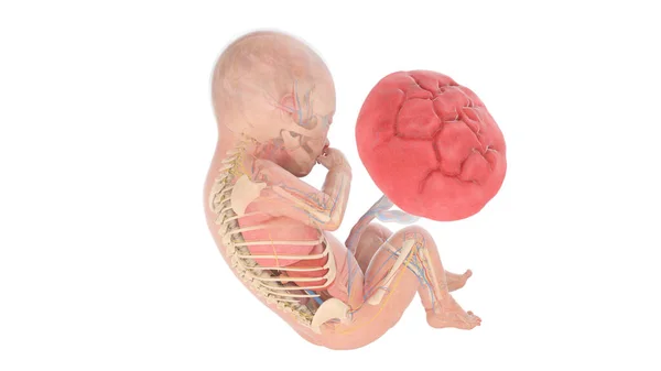 Human Foetus Anatomy Week Illustration — Stock Photo, Image