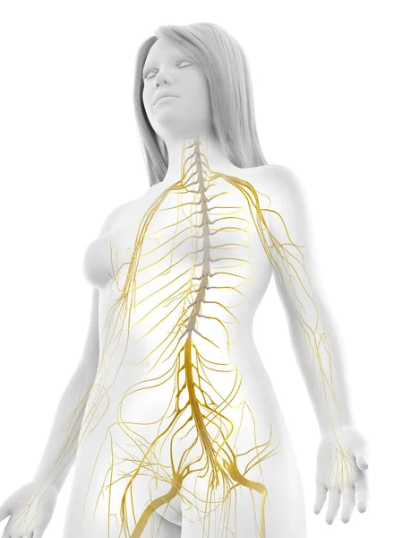 Sistema Nervioso Humano Ilustración —  Fotos de Stock