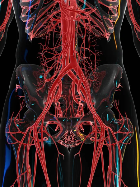 Sistema Vascular Sobre Fondo Negro Ilustración — Foto de Stock