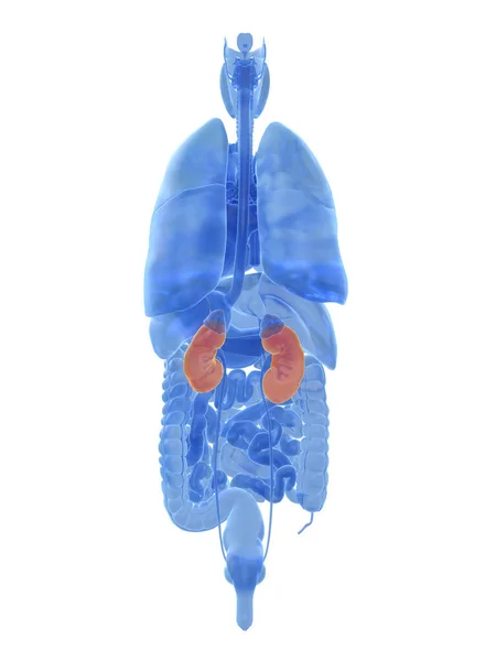 Kidneys White Background Illustration — Stock Photo, Image