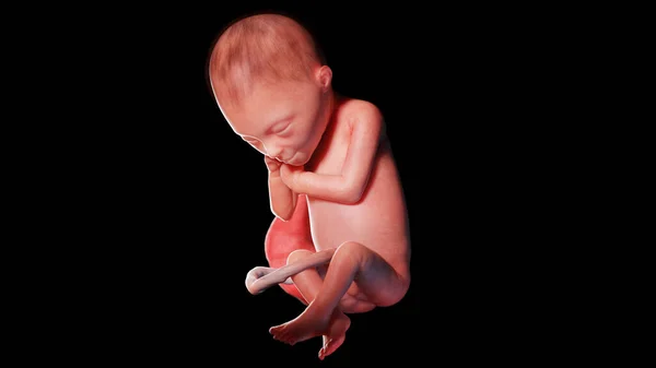 24週目の胎児図 — ストック写真