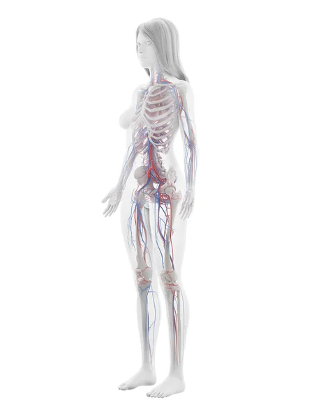 Sistema Vascular Humano Ilustração — Fotografia de Stock