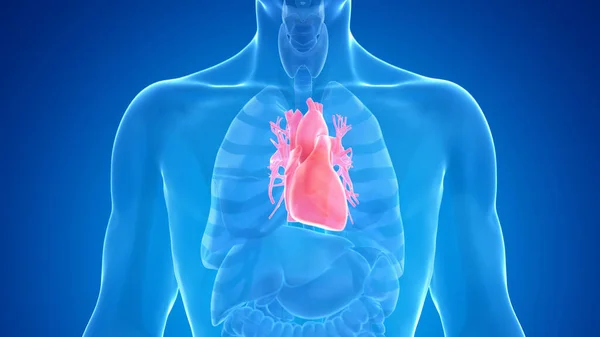 Ανθρώπινη Καρδιά Μπλε Φόντο Εικονογράφηση — Φωτογραφία Αρχείου