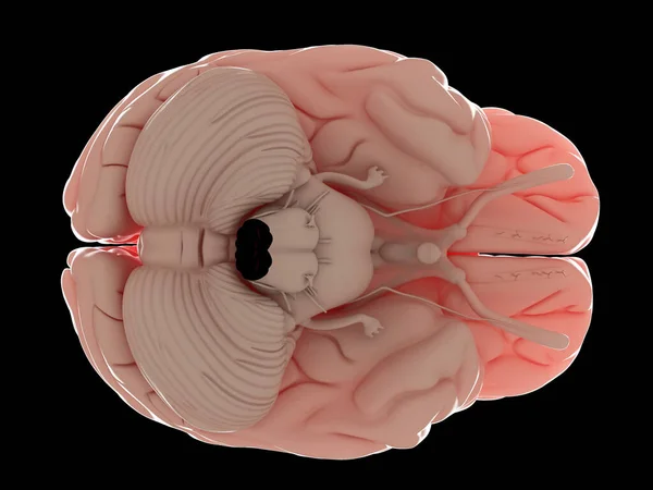 Ilustração Cérebro Humano — Fotografia de Stock