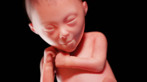 24周时的胎儿 — 图库照片