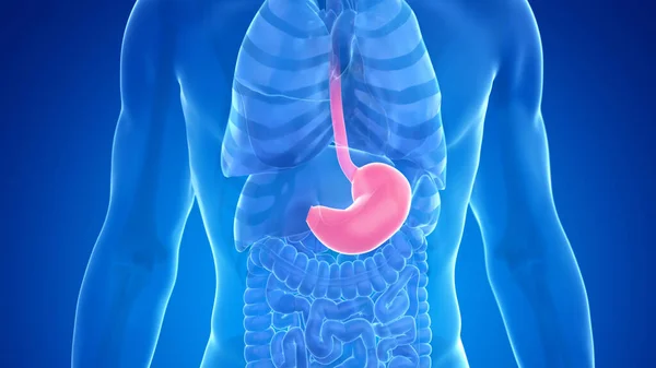 Estómago Humano Sobre Fondo Azul Ilustración — Foto de Stock