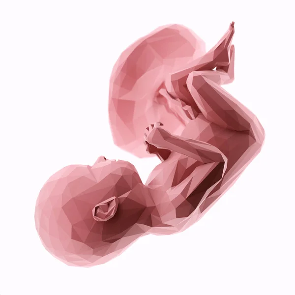 第37周的人类胎儿 摘要说明 — 图库照片