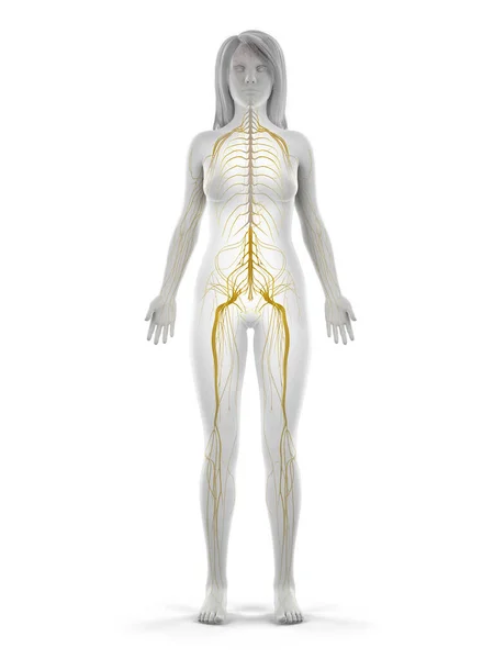 Sistema Nervioso Humano Ilustración —  Fotos de Stock