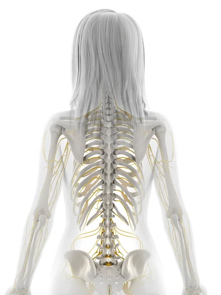 Human Nervous System Illustration — Stock Photo, Image