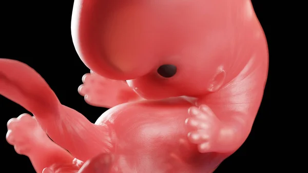 Эмбрион Неделе Иллюстрация — стоковое фото