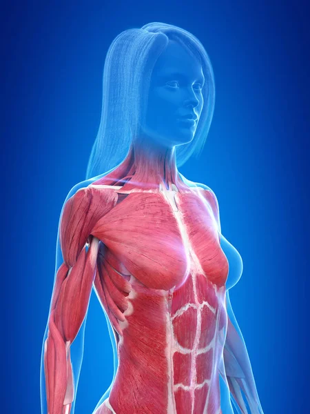 Female Chest Abdominal Muscles Anatomy in Pink X-Ray outline Full Color 3D  computer generated illustration on Black Background Stock Photo - Alamy