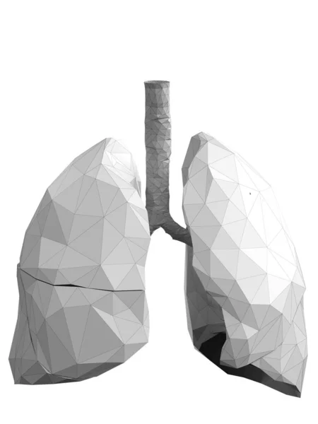 Lungs White Background Illustration — Stock Photo, Image