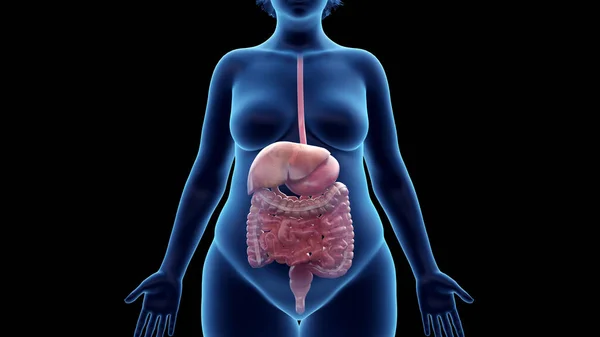 Sistema Digestivo Mulher Obesa Ilustração — Fotografia de Stock