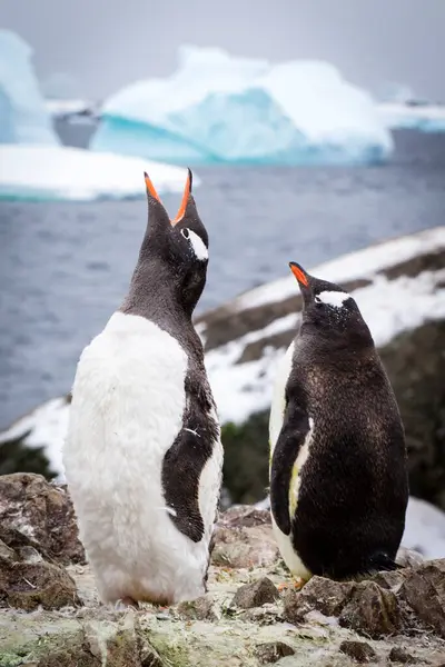 Пара Пингвинов Pygoscelis Papua Западном Антарктическом Полуострове — стоковое фото