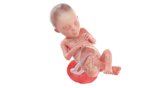 Menselijke Foetus Anatomie Week Illustratie — Stockfoto