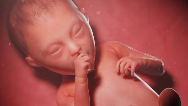 ทารกในครรภ ของมน ในส ปดาห ภาพประกอบ — ภาพถ่ายสต็อก