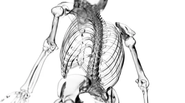 Menschliches Skelett Auf Weißem Hintergrund Illustration — Stockfoto