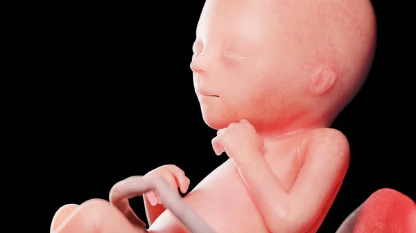 18週目の胎児図 — ストック写真