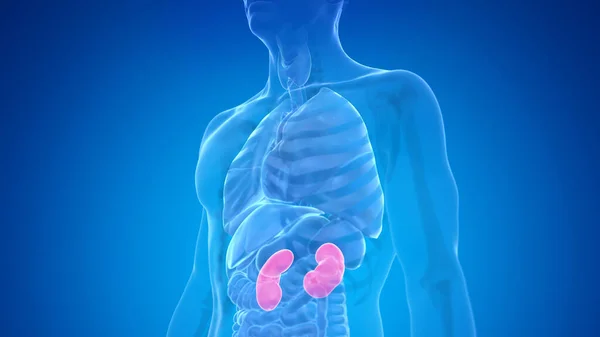 Menschliche Nieren Auf Blauem Hintergrund Illustration — Stockfoto